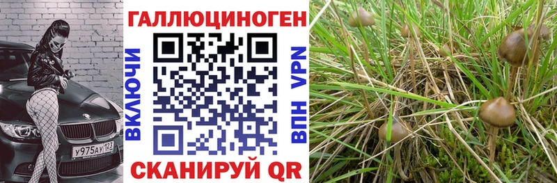 купить   KRAKEN вход  Псилоцибиновые грибы Cubensis  Ермолино 
